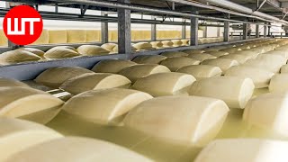 Modern Cheese Making Process That You
