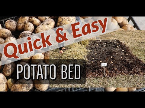 Making a New Potato Bed on Top of Existing Lawn (No Dig) 🥔