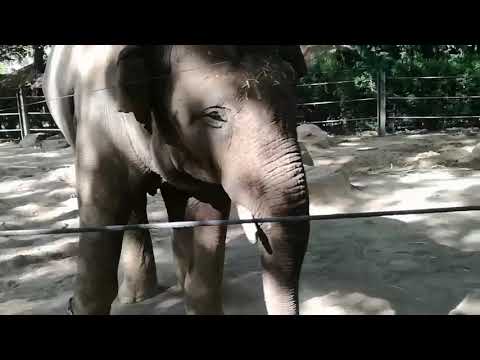 elephant dances to kargyraa (more or less)