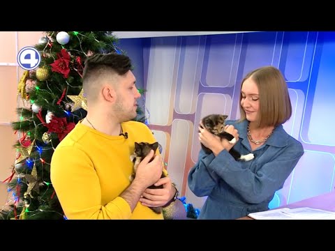 Милые котята ищут дом!