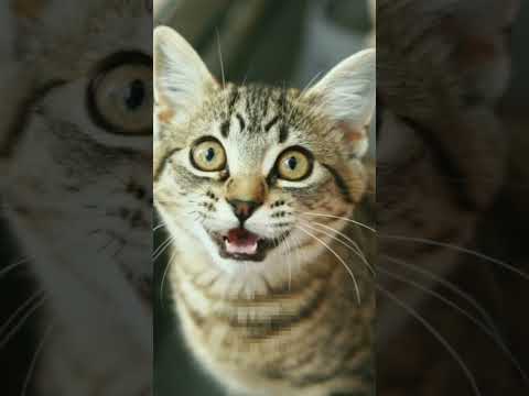 gato maullando/Efectos de sonidos