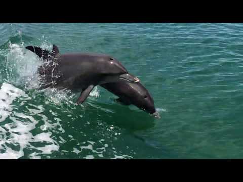 Mandurah Cruises