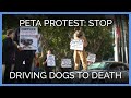 Dogs Destroy A Car At The LA Auto Show
