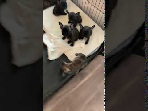 Frenchies in the morning waiting for food