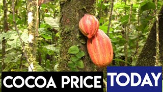 Cocoa Price Today