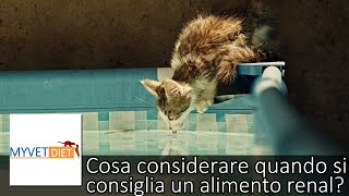 COSA BISOGNA CONSIDERARE QUANDO SI CONSIGLIA UN ALIMENTO RENAL AD UN GATTO AFFETTO DA CKD?