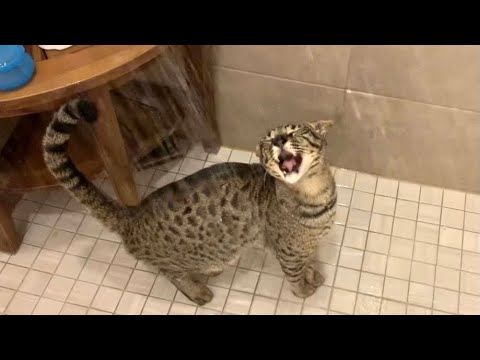 What It’s Like Trying To Take A Shower When Having Savannah Cats! #cute #cat #video