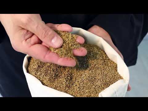 Het verhaal achter anijszaad | Picolier | Verstegen