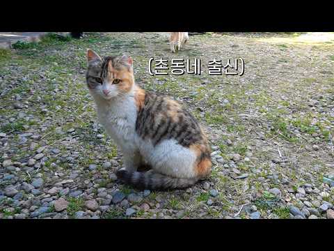시골 고양이가 진짜 귀엽습니다