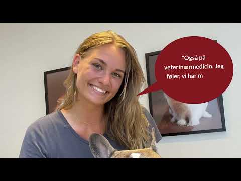 Podcast: KU Studieliv - Veterinærmedicin