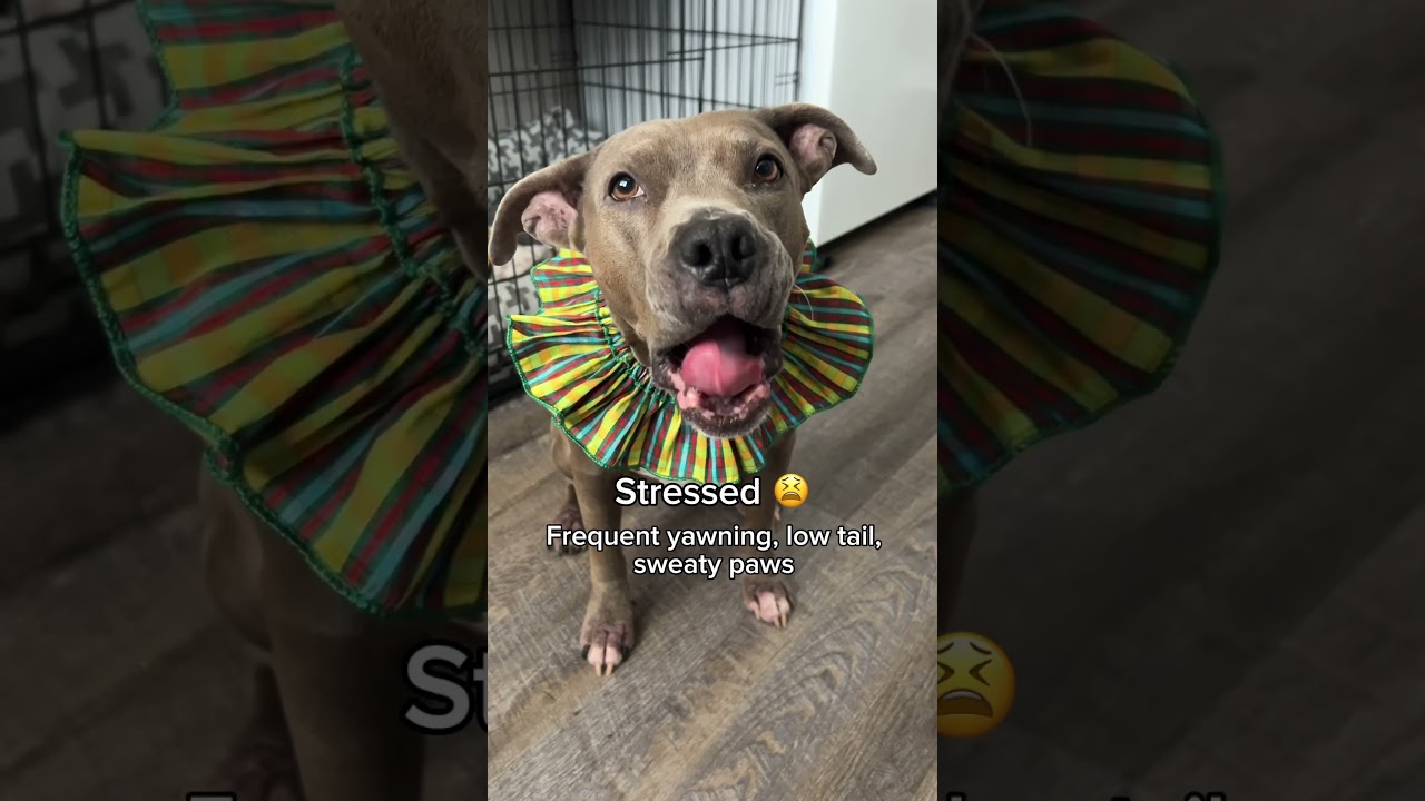 5 examples of dog body language #doglanguage #dogbehavior #dogs #dogcommunication