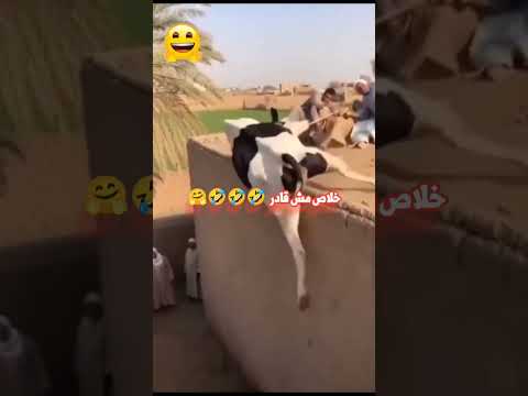 خلاص مش قادر 🤣🤣🤣 😭 That's it, I can't 🤣🤣🤣 😭 مضحك ومبكي Funny and sad #youtubeshorts #ytshorts #yt