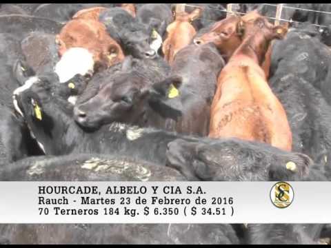 23-02-16 Venta de Terneros - Hourcade, Albelo y Cia S.A. - Rauch.