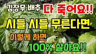 김장배추 무가 시름시름 죽어간다면 웃거름보다 이것 먼저 해줘야 배추가 살아요 #배추병해충