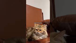 Download lagu #cat #cats #catshorts #catlovers mp3 Download lagu #cat #cats #catshorts #catlovers mp3