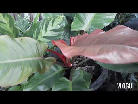 Welcome to Rizalyn Flower shop