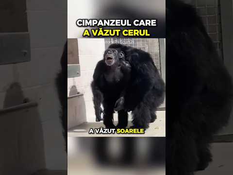 Cimpanzeul care a văzut cerul pentru prima dată #istorie #vanilla