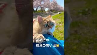 花見のまむちゃん🌸
