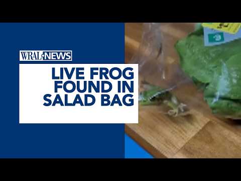 Lettuce introduce you to the live frog found in this grocery store salad bag