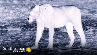 How Lions See & Hunt at Night 👀 Big Cat Country | Smithsonian Channel
