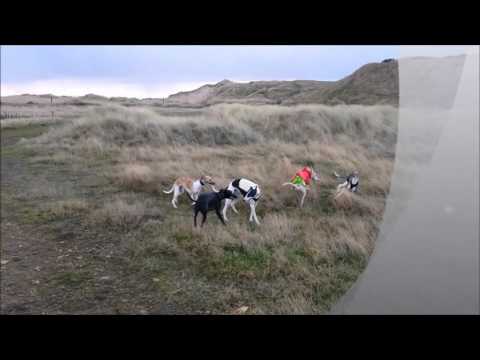 Have a Good Dog video.