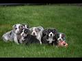 Beabull dogs for sale: Champ - Video 1