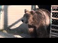 Pahalgam Zoo's special Friendship: Caretaker and Bear 
