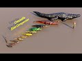 Crocodile Size Comparison Animation Animals