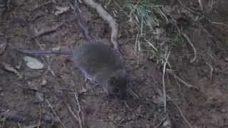 preview picture of video 'Short Footed Luzon Tree Rat (Carpomys melanurus) at Mt. Pulag - Schadow1 Expeditions'