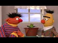 Sesame Street Ernie And Bert Grow A Flower In Bert S Plant 60fps