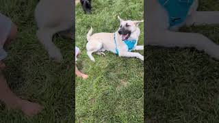 Video preview image #1 Mutt Puppy For Sale in Germantown, OH, USA