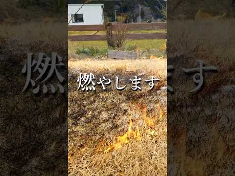 美しい芝生を作るためのアドバイス 実践的なヒント 芝刈りの季節