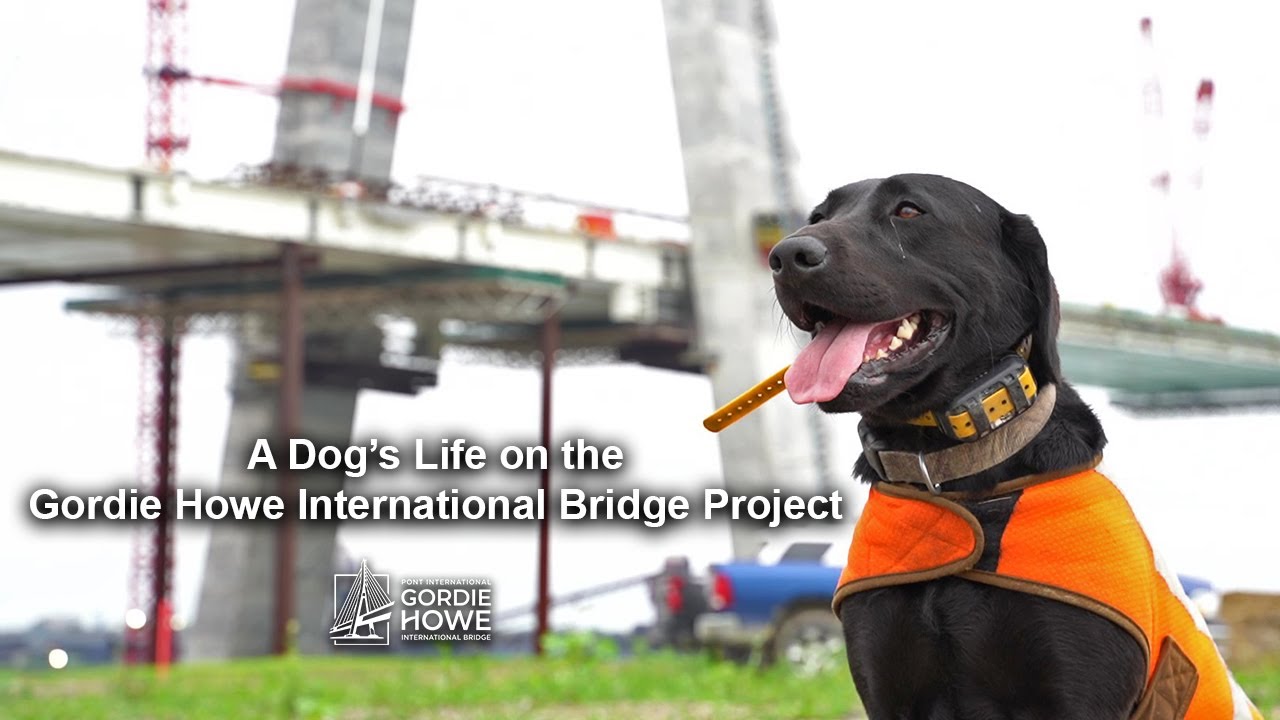 A Dog's Life on the Gordie Howe International Bridge Project