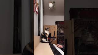 You look like rain - Morphine (cover)