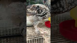 Download lagu BIBIT AYAM BIG ZISE mp3