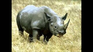 LPB -   Are You Lonesome Tonight? - Bryan Ferry