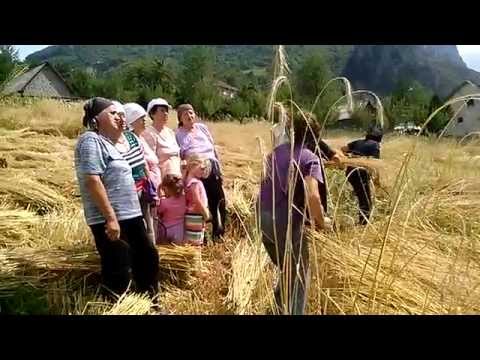 Doljani žetalice 2014