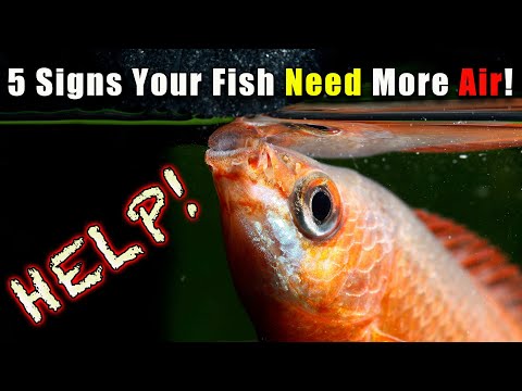 5 Signs Your Fish Are Not Getting Enough Oxygen (and what to do)!