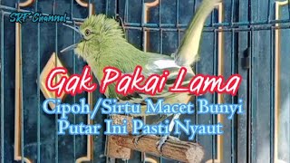 Download lagu SIULAN burung sirtu/cipoh#sirtugacor #cipohgacor #sirpugacor @srfchannel3881 mp3
