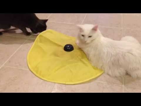 Turkish Angora & Russian Blue Play With Cat's Meow