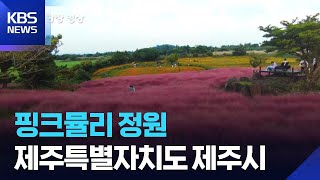핑크뮬리 정원 [뉴스광장 영상] / KBS  2025.11.27.
