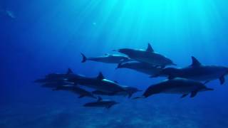 Freediving with Dolphins in Hawaii to Celebrate World Oceans Day - The Inertia