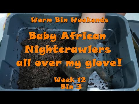 Worm Bin Weekends! Week 12 - Bin 3: Baby African Nightcrawlers all over my glove!