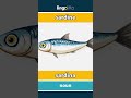 sardine - sardina video thumbnail