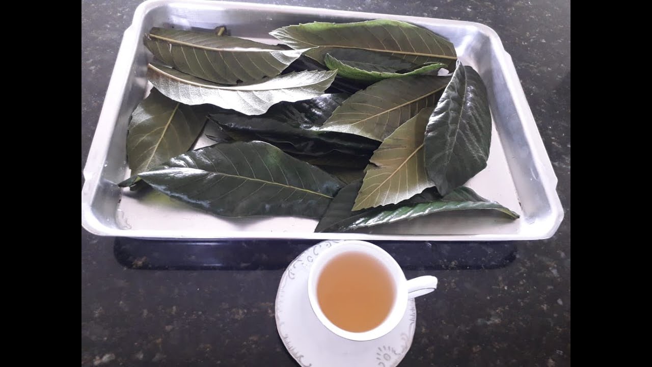 Como preparar chá das folhas de ameixa amarela (nêspera), que controla diabetes e outras doenças