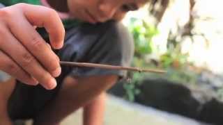 preview picture of video 'Filipijnen: spelen met een spin in een sloppenwijk'