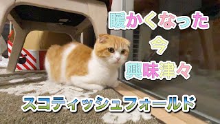【スコティッシュフォールド】興味津々なある物