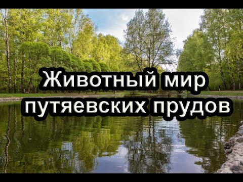 Животный мир .Путяевские пруды. Москва. 10.06.2020