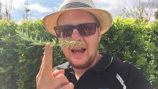 preview picture of video 'How to train a Rosemary Standard'