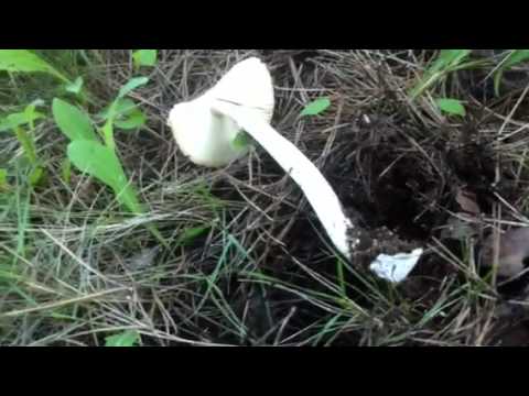 download lagu mp3 mp4 Farinera Borda, download lagu Farinera Borda gratis, unduh video klip Farinera Borda